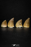 05734 - Beautiful Collection of 4 Mosasaur (Prognathodon anceps) Teeth Cretaceous