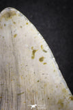 20073 - Great 3.34 Inch Megalodon Shark Tooth Miocene South Carolina - USA