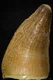 05734 - Beautiful Collection of 4 Mosasaur (Prognathodon anceps) Teeth Cretaceous