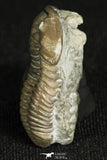 30315 - Top Beautiful 1.19 Inch Flexicalymene meeki Ordovician Trilobite - Ohio USA