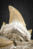 07185 - Finest Grade Association of 3 Otodus obliquus Shark Teeth in Matrix Paleocene