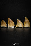 05734 - Beautiful Collection of 4 Mosasaur (Prognathodon anceps) Teeth Cretaceous