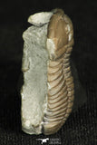 30315 - Top Beautiful 1.19 Inch Flexicalymene meeki Ordovician Trilobite - Ohio USA