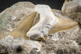 07185 - Finest Grade Association of 3 Otodus obliquus Shark Teeth in Matrix Paleocene