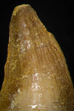 05734 - Beautiful Collection of 4 Mosasaur (Prognathodon anceps) Teeth Cretaceous