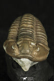30315 - Top Beautiful 1.19 Inch Flexicalymene meeki Ordovician Trilobite - Ohio USA