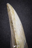 20073 - Great 3.34 Inch Megalodon Shark Tooth Miocene South Carolina - USA