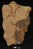 30316 - Top Rare 0.27 Inch Oryctocephalites palmeri Lower Cambrian Trilobite - Nevada USA