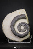 20074 - Top Beautiful 4.37 Inch Anetoceras sp Devonian Ammonite in Matrix