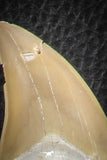 07185 - Finest Grade Association of 3 Otodus obliquus Shark Teeth in Matrix Paleocene