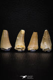 05735 - Nice Collection of 3 Unidentified Mosasaurus Teeth Late Cretaceous