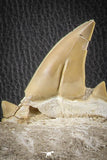 07185 - Finest Grade Association of 3 Otodus obliquus Shark Teeth in Matrix Paleocene