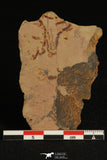 30316 - Top Rare 0.27 Inch Oryctocephalites palmeri Lower Cambrian Trilobite - Nevada USA