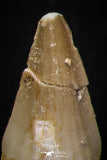 05735 - Nice Collection of 3 Unidentified Mosasaurus Teeth Late Cretaceous