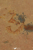 30316 - Top Rare 0.27 Inch Oryctocephalites palmeri Lower Cambrian Trilobite - Nevada USA