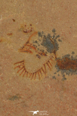30316 - Top Rare 0.27 Inch Oryctocephalites palmeri Lower Cambrian Trilobite - Nevada USA