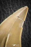 07185 - Finest Grade Association of 3 Otodus obliquus Shark Teeth in Matrix Paleocene