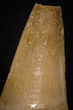 05735 - Nice Collection of 3 Unidentified Mosasaurus Teeth Late Cretaceous