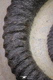 20074 - Top Beautiful 4.37 Inch Anetoceras sp Devonian Ammonite in Matrix
