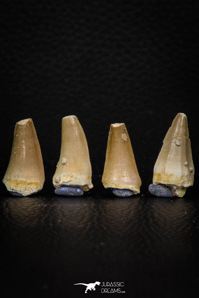 05735 - Nice Collection of 3 Unidentified Mosasaurus Teeth Late Cretaceous