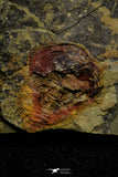 21150 - Great Soft Bodied 2 Xiphosurids (Horseshoe Crab Ancestor) Lower Ordovician