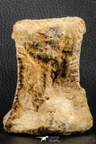 07187 - Top Rare 3.38 Inch Spinosaurus Dinosaur Partial Caudal (Tail) Vertebra Bone Cretaceous KemKem Beds