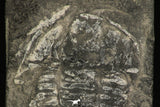 30317 - Rare 2.07 Inch Annamitella Liexiensis Ordovician Trilobite - China