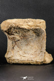 07187 - Top Rare 3.38 Inch Spinosaurus Dinosaur Partial Caudal (Tail) Vertebra Bone Cretaceous KemKem Beds