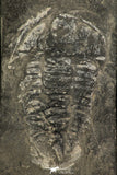 30317 - Rare 2.07 Inch Annamitella Liexiensis Ordovician Trilobite - China