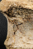 07187 - Top Rare 3.38 Inch Spinosaurus Dinosaur Partial Caudal (Tail) Vertebra Bone Cretaceous KemKem Beds