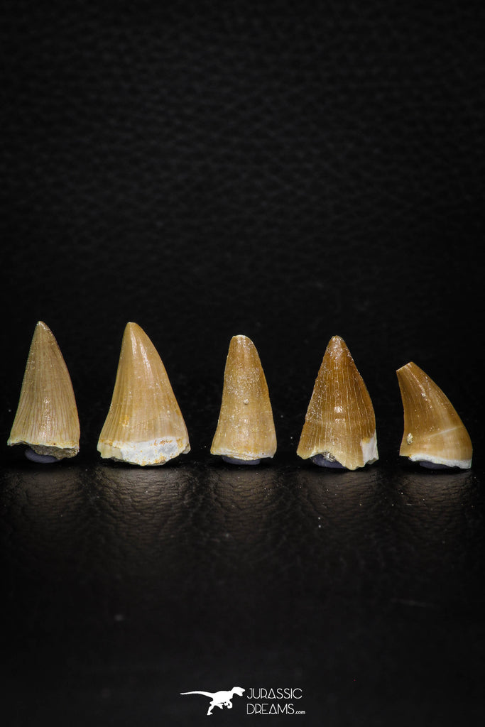 05736 - Great Collection of 5 Mosasaur Teeth Late Cretaceous