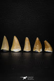 05736 - Great Collection of 5 Mosasaur Teeth Late Cretaceous