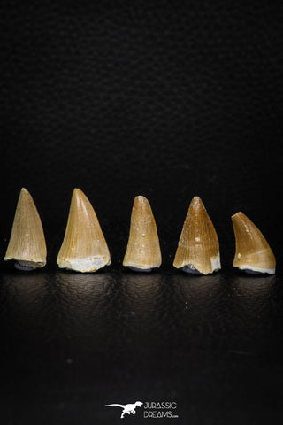 05736 - Great Collection of 5 Mosasaur Teeth Late Cretaceous