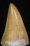 05736 - Great Collection of 5 Mosasaur Teeth Late Cretaceous