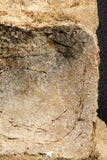 07187 - Top Rare 3.38 Inch Spinosaurus Dinosaur Partial Caudal (Tail) Vertebra Bone Cretaceous KemKem Beds