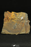 30318 - Rare 0.43 Inch Spencia typicalis Middle Cambrian Trilobite - Utah USA