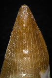 05736 - Great Collection of 5 Mosasaur Teeth Late Cretaceous