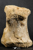 07187 - Top Rare 3.38 Inch Spinosaurus Dinosaur Partial Caudal (Tail) Vertebra Bone Cretaceous KemKem Beds