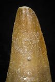 05736 - Great Collection of 5 Mosasaur Teeth Late Cretaceous