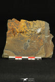 30318 - Rare 0.43 Inch Spencia typicalis Middle Cambrian Trilobite - Utah USA