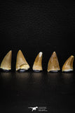 05736 - Great Collection of 5 Mosasaur Teeth Late Cretaceous