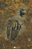 30318 - Rare 0.43 Inch Spencia typicalis Middle Cambrian Trilobite - Utah USA