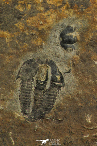 30318 - Rare 0.43 Inch Spencia typicalis Middle Cambrian Trilobite - Utah USA