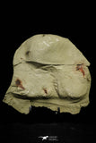 21151 - Premium Grade Soft Bodied Xiphosurid (Horseshoe Crab Ancestor) Lower Ordovician