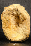 07187 - Top Rare 3.38 Inch Spinosaurus Dinosaur Partial Caudal (Tail) Vertebra Bone Cretaceous KemKem Beds