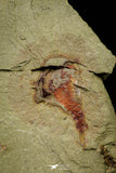 21151 - Premium Grade Soft Bodied Xiphosurid (Horseshoe Crab Ancestor) Lower Ordovician