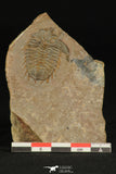30319 - Top Rare 1.20 Inch Dorypyge swasii Middle Cambrian Trilobite - Utah USA
