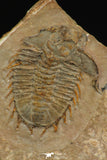 30319 - Top Rare 1.20 Inch Dorypyge swasii Middle Cambrian Trilobite - Utah USA