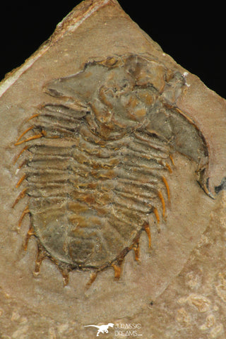 30319 - Top Rare 1.20 Inch Dorypyge swasii Middle Cambrian Trilobite - Utah USA