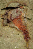 21151 - Premium Grade Soft Bodied Xiphosurid (Horseshoe Crab Ancestor) Lower Ordovician